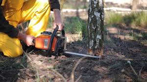 Best Tree Risk Assessment  in La Grande, OR