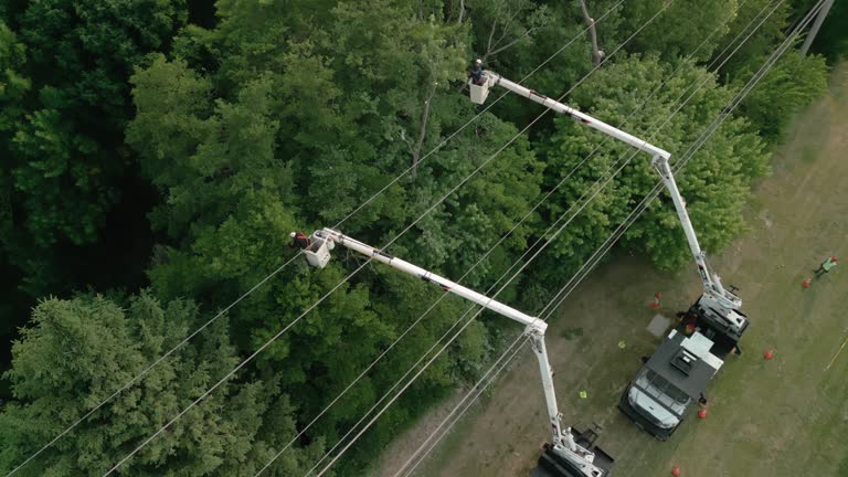 How Our Tree Care Process Works  in La Grande, OR