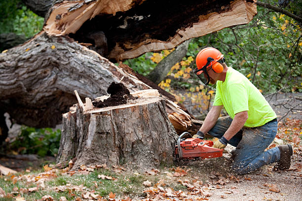 Best Leaf Removal  in La Grande, OR