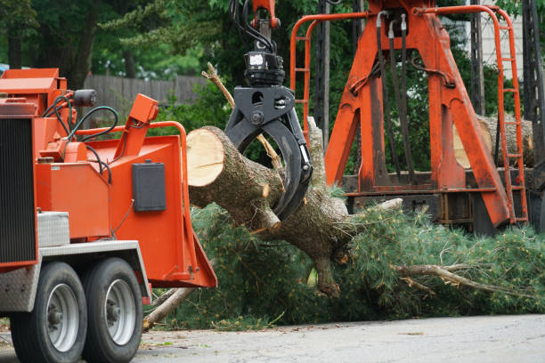 Best Stump Grinding and Removal  in La Grande, OR