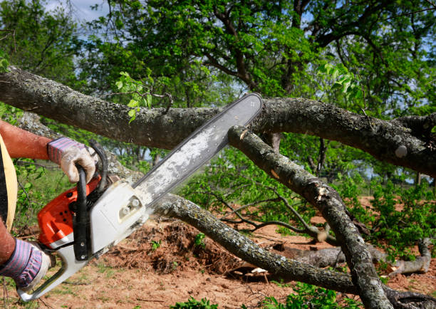 Reliable La Grande, OR Tree Services Solutions