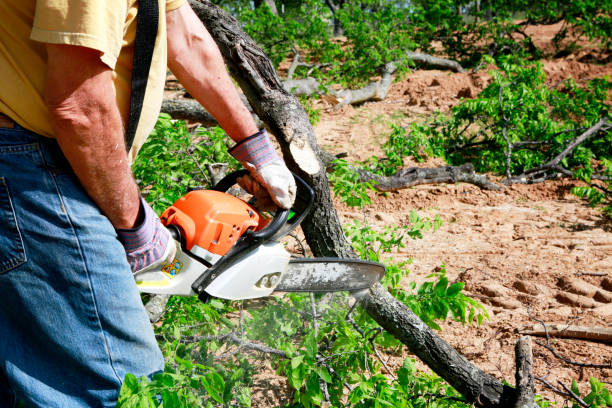 Best Emergency Tree Removal  in La Grande, OR