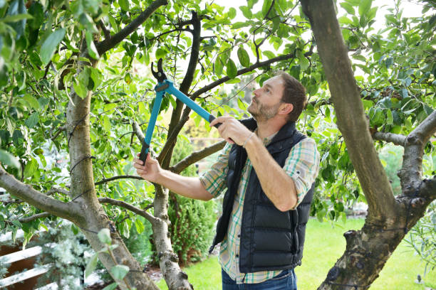 Best Fruit Tree Pruning  in La Grande, OR